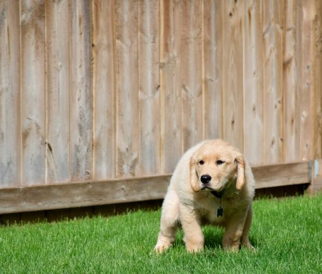 golden-retriever-puppy-getting-ready-to-poop-on-gr-2022-11-14-07-04-16-utc