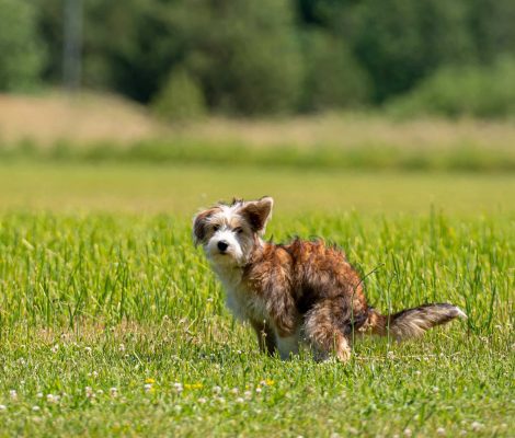nice-mixed-breed-dog-pooping-in-the-grass-on-a-sun