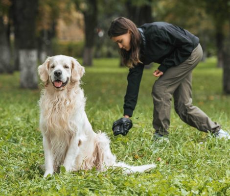 young-woman-cleaning-after-golden-retriever-dog-in